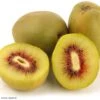 Kiwi - Actinidia Deliciosa Kiwi Wonder -Jardin Sucre Boutique Actinidia deliciosa Wonder 84702 1