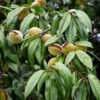 Amandier Nain Autofertile Fruit Me Almond Me - Prunus Dulcis -Jardin Sucre Boutique Amandier nain autofertile Fruit me Almond me Prunus dulcis copyright 16221 1