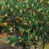 Arbutus Unedo Atlantic - Arbousier -Jardin Sucre Boutique Arbutus unedo 82783 1