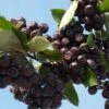 Aronia Prunifolia Nero - Aronie à Gros Fruits. -Jardin Sucre Boutique Aronia prunifolia Nero 85481 1