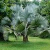 Bismarkia Nobilis - Palmier De Bismarck -Jardin Sucre Boutique Bismarckia nobilis 89884 1