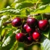 Cerisier Nain Fruit Me Cherry Me Lapins 1 Cerisier Nain Fruit Me Cherry Me Lapins -Jardin Sucre Boutique Cerisier nain Fruit me Cherry Me Lapins copyright 18646 1