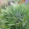 Chamaerops Humilis Compacta - Palmier Nain -Jardin Sucre Boutique Chamaerops humilis Compacta 83256 1