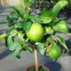 Pamplemousse (Pomelo) - Citrus (x) Paradisi -Jardin Sucre Boutique Citrus x paradisi 83410 1