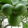 Citron Vert - Citrus Aurantifolia -Jardin Sucre Boutique Citrus aurantifolia 83264 1