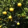 Citrus Ichangensis - Ichang Papeda -Jardin Sucre Boutique Citrus ichangensis 83267 1