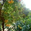 Mandarinier Satsuma - Citrus Unshiu -Jardin Sucre Boutique Citrus unshiu 83371 1