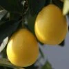 Limequat - Citrus X Floridana -Jardin Sucre Boutique Citrus x floridana 87045 1 1
