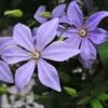 Clématite - Clematis Sugar Sweet (Scented Clem) 1 Clématite - Clematis Sugar Sweet (Scented Clem) -Jardin Sucre Boutique Clematis Scented Clem 83898 3