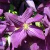 Clématite - Clematis Jackmanii Purpurea -Jardin Sucre Boutique Clematis jackmanii Purpurea Zojapur 81381 1