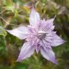 Clématite - Clematis Lady Kyoko -Jardin Sucre Boutique Clematis lady kyoko IF 17743 1