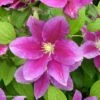 Clématite - Clematis Hania -Jardin Sucre Boutique Clematite Clematis Hania 87841 1