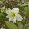 Clématite Montana Starlet White Perfume -Jardin Sucre Boutique Clematite Clematis montana Starlet White Perfume copyright 18281 1