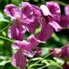 Clématite - Clematis Viticella Krakowiak -Jardin Sucre Boutique Clematite Clematis viticella Krakowiak copyright 8785031 1