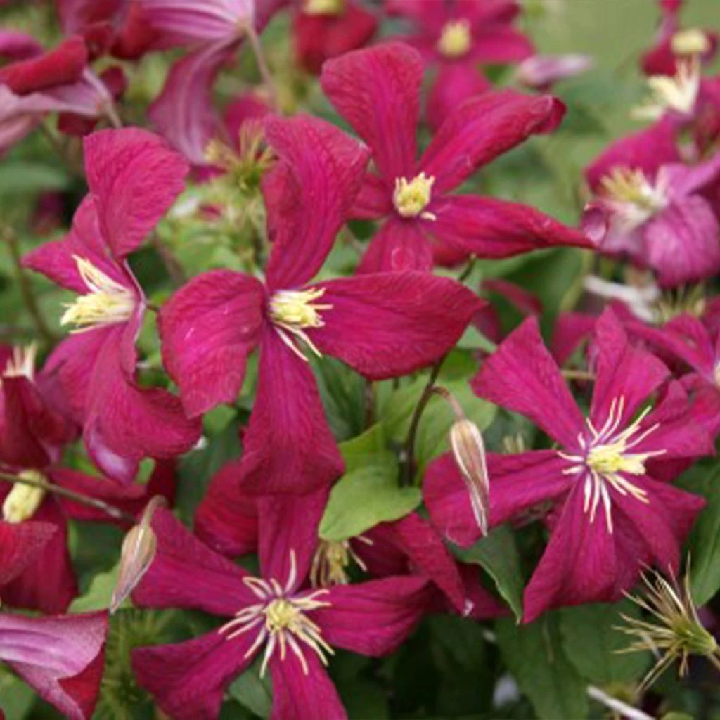 Clématite - Clematis Viticella Mme Julia Correvon 3 Clématite - Clematis Viticella Mme Julia Correvon