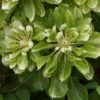 Clématite - Clematis Green Passion -Jardin Sucre Boutique Clematite Green Passion 83600 1