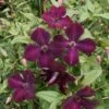 Clématite - Clematis Viticella Royal Velours 1 Clématite - Clematis Viticella Royal Velours -Jardin Sucre Boutique Clematite viticella Royal Velours 83612 2