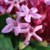 Clerodendrum Bungei - Clérodendron De Bunge -Jardin Sucre Boutique Clerodendron Bungei 7532 1