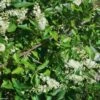 Clethra Alnifolia -Jardin Sucre Boutique Clethra alnifolia 781577 1