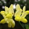 Coronille - Coronilla Valentina Subsp. Glauca Citrina -Jardin Sucre Boutique Coronilla valentina subsp glauca Citrina 82796 1