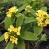 Daphne Gemmata Royal Crown 2 Daphne Gemmata Royal Crown -Jardin Sucre Boutique Daphne gemmata Royal Crown 83541 1