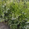 Diosma Hirsuta Sunset Gold - Diosmée Hirsute. -Jardin Sucre Boutique Diosma hirsuta Sunset gold 83300 1