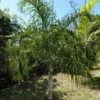Dypsis Plumosa - Palmier Plumeux 2 Dypsis Plumosa - Palmier Plumeux -Jardin Sucre Boutique Dypsis plumosa 89853 1