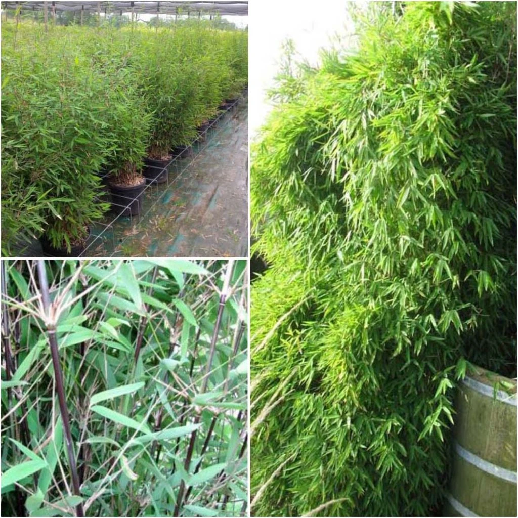 Fargesia Nitida Black Pearl - Bambou Non Traçant 2 Fargesia Nitida Black Pearl - Bambou Non Traçant