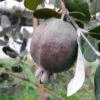 Feijoa Ou Acca Sellowiana Apollo - Goyavier Du Brésil -Jardin Sucre Boutique Feijoa ou Acca sellowiana Apollo Goyavier du Bresil IF 180081 1
