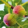 Figuier Firoma - Ficus Carica -Jardin Sucre Boutique Figuier Firoma Ficus carica IF 178991 1