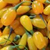 Goji Amber Sweet - Lycium Barbarum -Jardin Sucre Boutique Goji Amber Sweet Lycium barbarum 84993 1