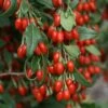 Goji Sweet Lifeberry - Lycium Barbarum 2 Goji Sweet Lifeberry - Lycium Barbarum -Jardin Sucre Boutique Goji Sweet Lifeberr 78428 1