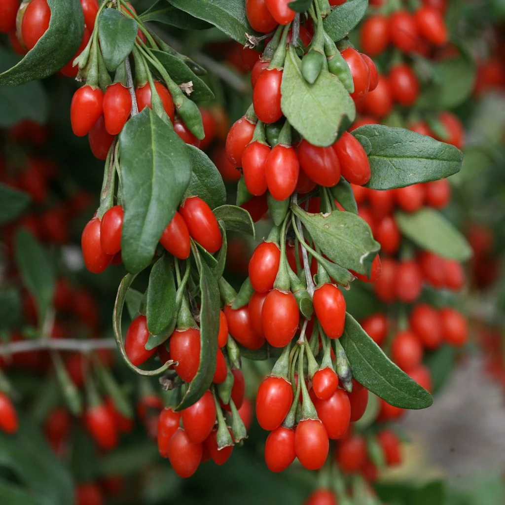 Goji Sweet Lifeberry - Lycium Barbarum 3 Goji Sweet Lifeberry - Lycium Barbarum