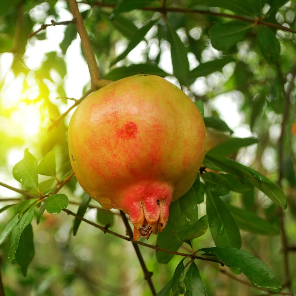 Grenadier à Fruits - Punica Granatum Mollar De Elche 3 Grenadier à Fruits - Punica Granatum Mollar De Elche