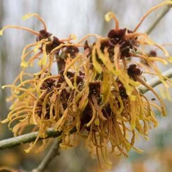 Noisetier Des Sorcières - Hamamelis Mollis Pallida