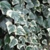Lierre Des Canaries - Hedera Algeriensis Gloire De Marengo 1 Lierre Des Canaries - Hedera Algeriensis Gloire De Marengo -Jardin Sucre Boutique Hedera algeriensis Gloire de Marengo 83634 1