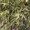 Hibanobambusa Tranquillans Shiroshima - Petit Bambou -Jardin Sucre Boutique Hibanobambusa tranquillans Shiroshima 84903 1