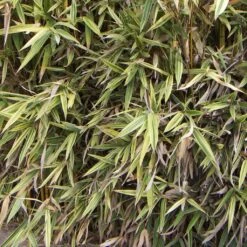 Hibanobambusa Tranquillans Shiroshima - Petit Bambou