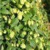 Humulus Lupulus Nordbrau - Houblon Femelle -Jardin Sucre Boutique Humulus lupulus Nordbrau 86447 1