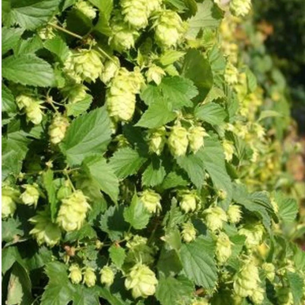 Humulus Lupulus Nordbrau - Houblon Femelle 3 Humulus Lupulus Nordbrau - Houblon Femelle