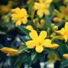 Jasmin - Jasminum Humile Revolutum -Jardin Sucre Boutique Jasmin Jasminum humile Revolutum copyright 1010781 1