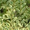 Ligustrum Ibota Musli - Troène -Jardin Sucre Boutique Ligustrum ibota Musli Muster 84130 1