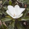 Magnolia Grandiflora Alta - -Jardin Sucre Boutique Magnolia grandiflora Alta 84161 1