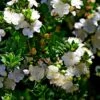 Myrtus Communis Tarentina - Myrte Commun -Jardin Sucre Boutique Myrtus communis subsp Tarentina 82213 1