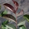 Noyer Commun Purpurea - Juglans Regia -Jardin Sucre Boutique Noyer commun Purpurea Juglans regia V 1003791 1