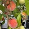 Pêcher Nain Fruit Me Peach Me Red -Jardin Sucre Boutique Pecher nain Fruit me Peach me Red IF 16269 1