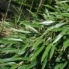 Phyllostachys Aureosulcata - Bambou Moyen -Jardin Sucre Boutique Phyllostachys aureosulcata Bambou moyen 84907 1