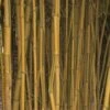 Phyllostachys Aureosulcata Spectabilis - Bambou Moyen -Jardin Sucre Boutique Phyllostachys aureosulcata Spectabilis 0584002 1