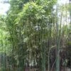 Phyllostachys Iridescens - Bambou Géant -Jardin Sucre Boutique Phyllostachys iridescens 84911 1