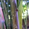 Phyllostachys Nigra Megurochiku - Bambou Géant -Jardin Sucre Boutique Phyllostachys nigra Megurochiku Bambou geant LD PDD 183921 1